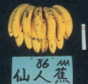 仙人蕉/甘蕉/芎蕉