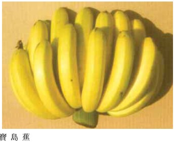 寶島蕉/新北蕉