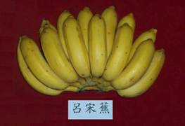 呂宋蕉/日本蕉/南洋蕉/粉蕉