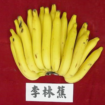 李林蕉/牛角蕉/樹蕉/佛手蕉