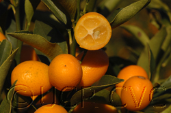 金棗/金柑/Kumquats
