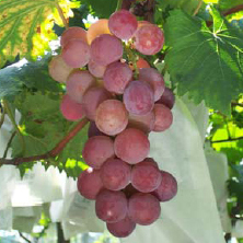 蜜紅葡萄