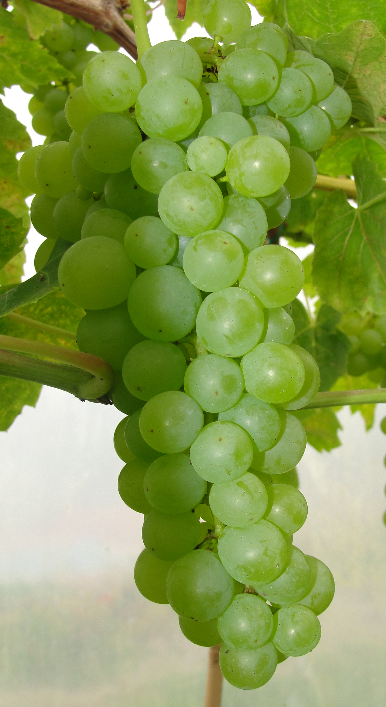 Lakemont Seedless grapes