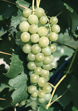 Marquis Seedless grapes