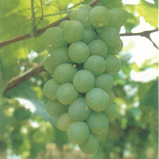 奈加拉葡萄