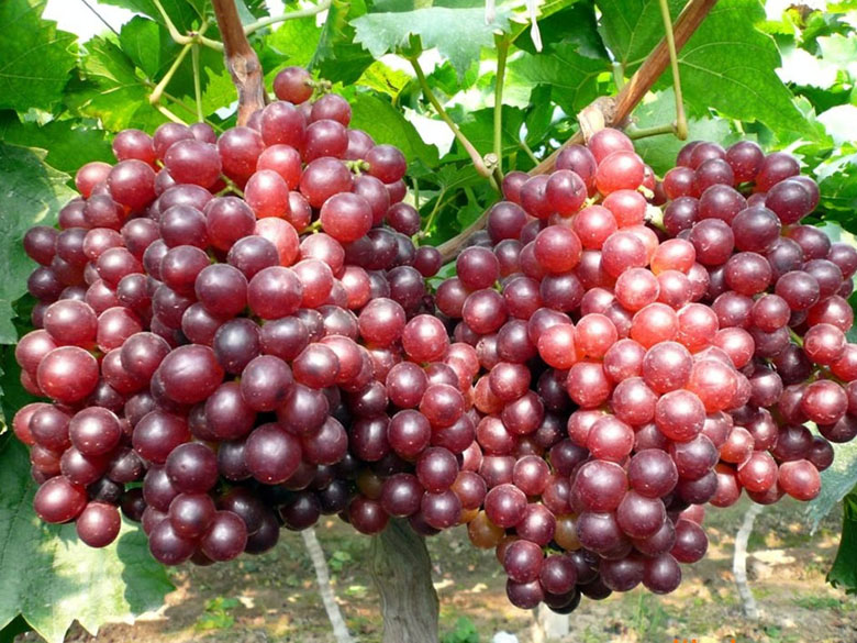 Ruby Seedless grapes