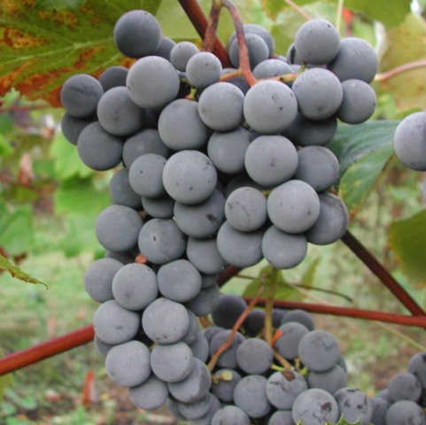 Concord Seedless grapes