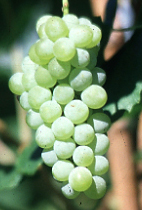Interlaken Seedless grapes