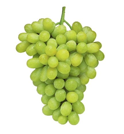 Thompson seedless grapes