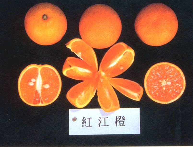 紅江橙