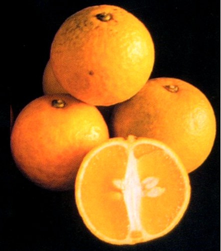 無酸橙/糖橙/Acidless orange/Sugar orange)