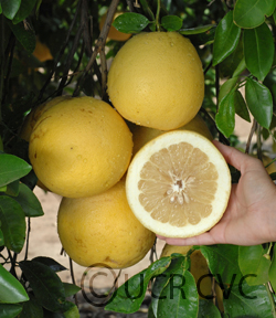 Camulos grapefruit