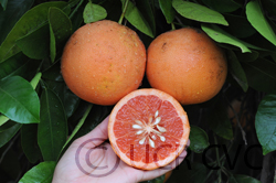 Hudson Foster grapefruit