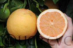 Shambar grapefruit