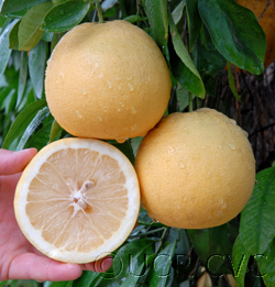 Whitney Marsh grapefruit