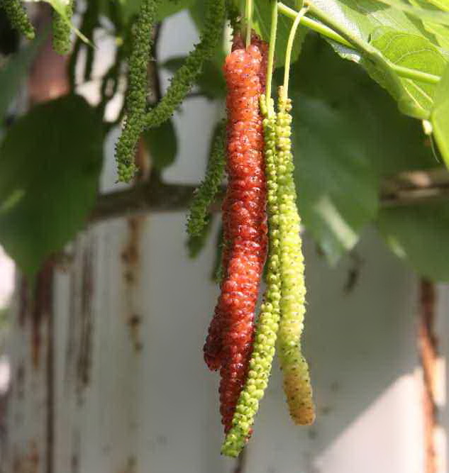 長果桑/Himalayan Mulberry/Long Mulberry