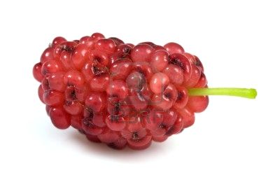 RED NULBERRY