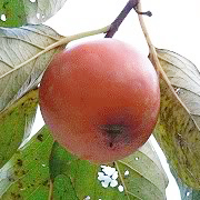 石柿