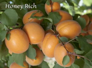 Honey Rich Aprium
