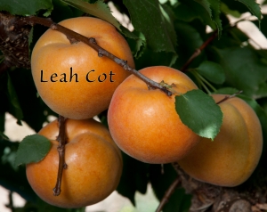 Leah Cot Aprium