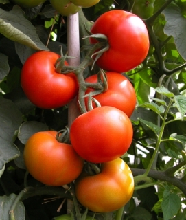 紅柿/牛番茄