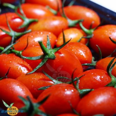聖女番茄(10台斤)