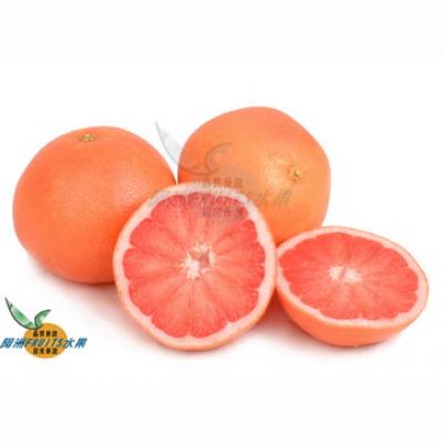 南非紅寶石葡萄柚25斤