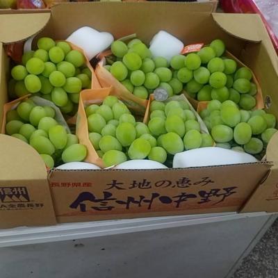 日本長野假葡萄(麝香葡萄)(10-12串隨機出貨)約5kg