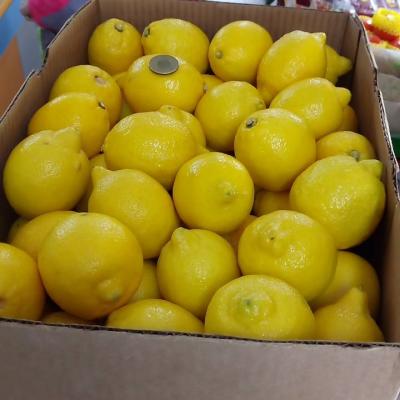 美國進口黃檸檬10斤