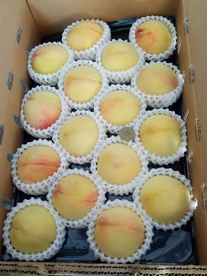 壽康國宴級金香水蜜桃16粒