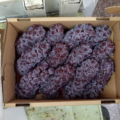 日本島根，松本珍珠葡萄隨機出貨(2kg)